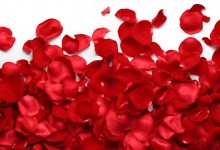 roses-asifa-hollywood
